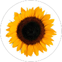 Sami Hammoudeh profile picture